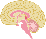 Human brain drawing